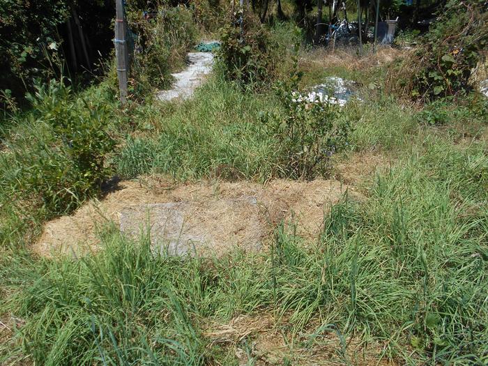 Blueberry plants in sand with clay underneath and mulched with grass clippings