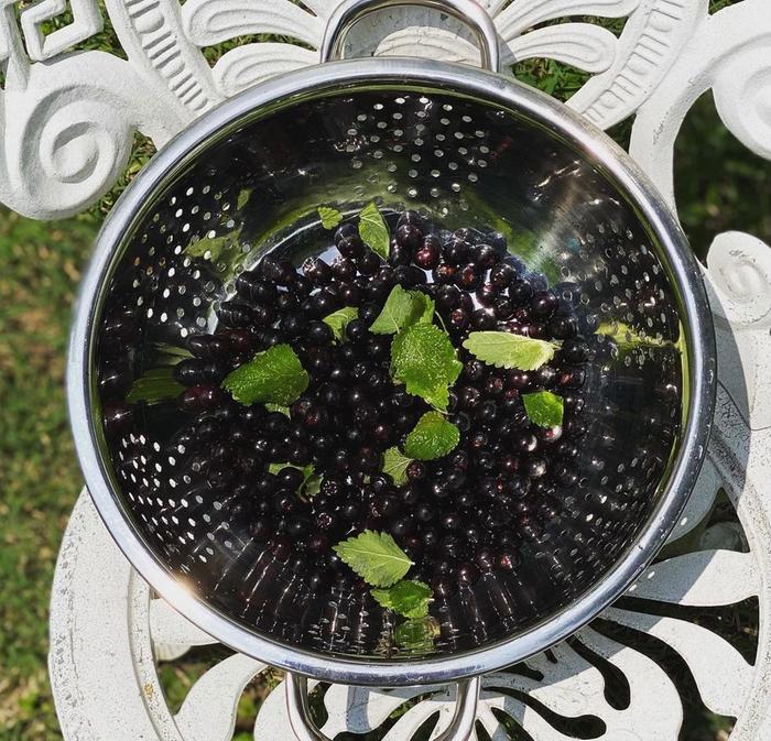 Aronia berries with lemon balm