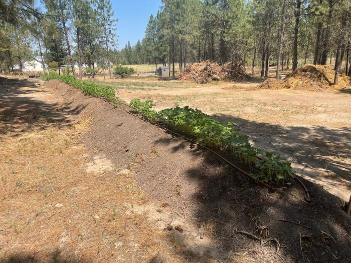 how to make a hugel bed Large pine logs are laid down, followed by soil to fill gaps