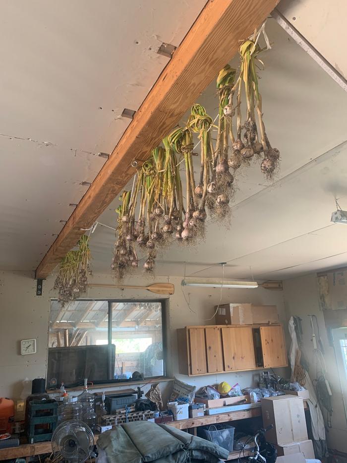 drying garlic harvest