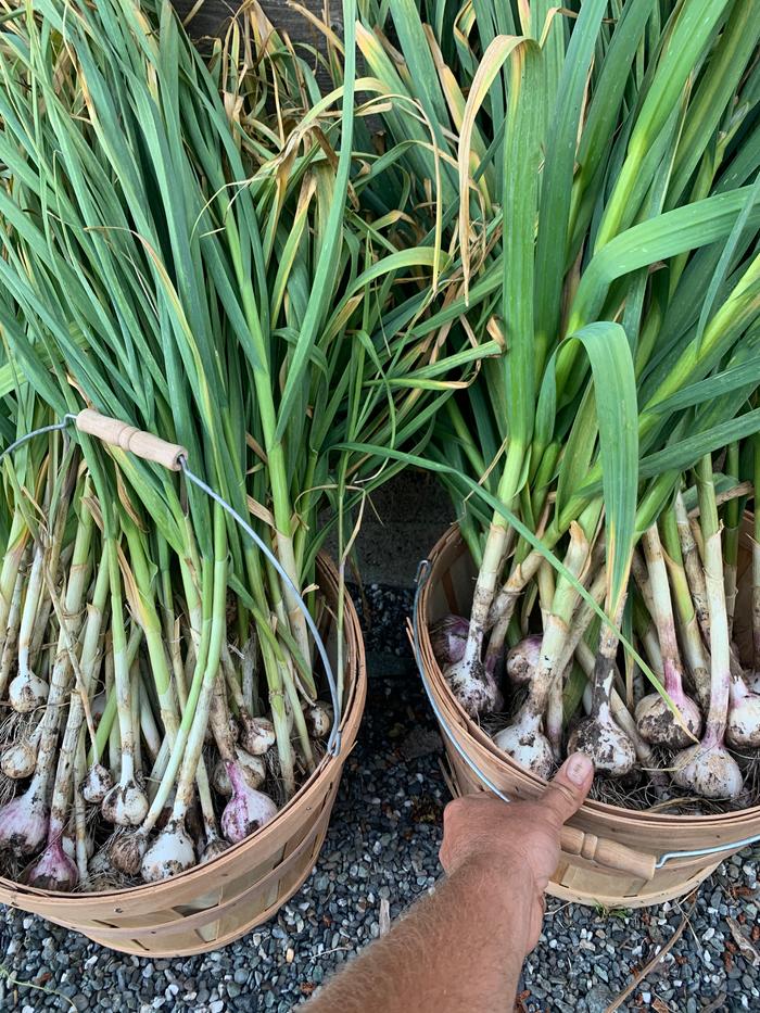 best garlic harvest yet on hugels 2-3 ft tall