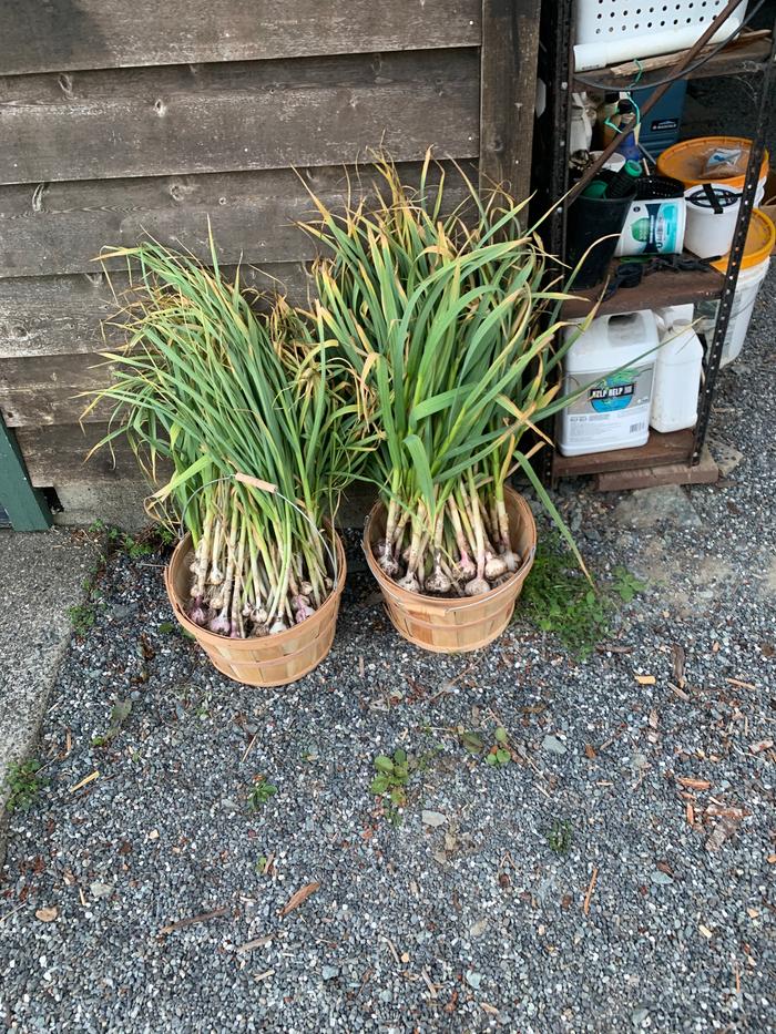 garlic harvest from hugel beds