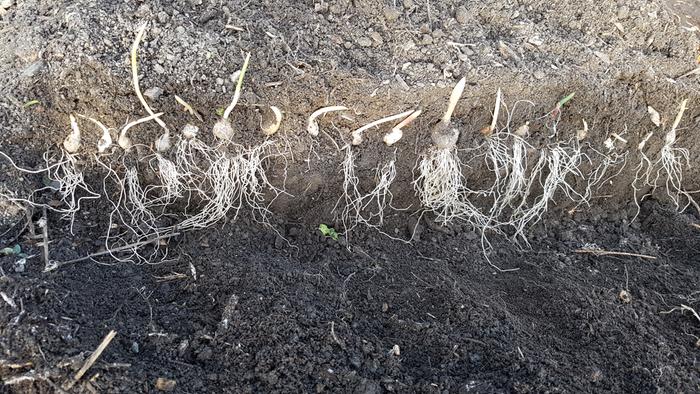 how deep are garlic roots - Garlic roots are capable of growing to 2.5 feet