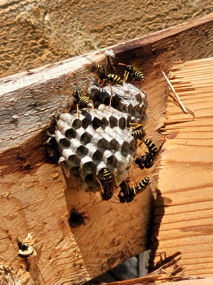 more wasps