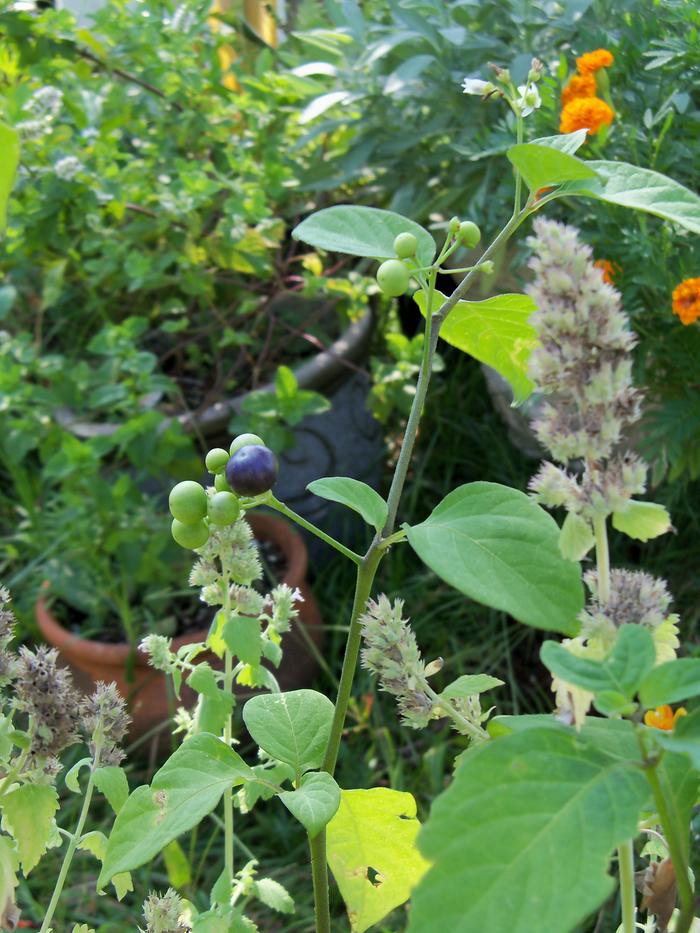 Black Nightshade - Solanum Nigrum