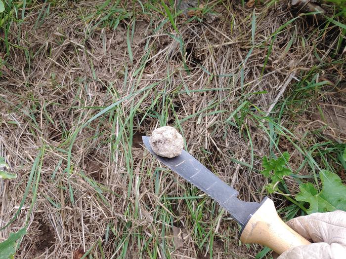 Other seeding included Hazelnut, cherry and turnip. Red potato harvest too