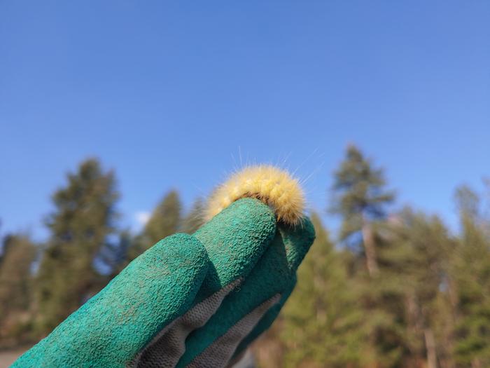 I'm afraid to touch caterpillars if I'm not wearing gloves. 