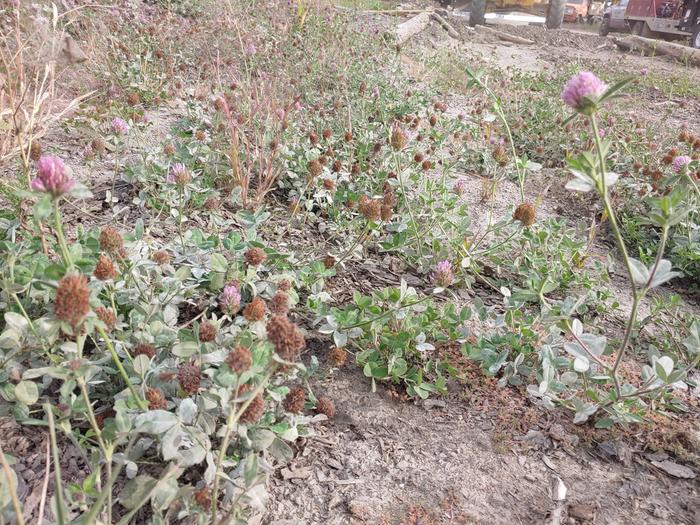 I collected a pocketful of dried seed heads whole wait for the loader to load. 