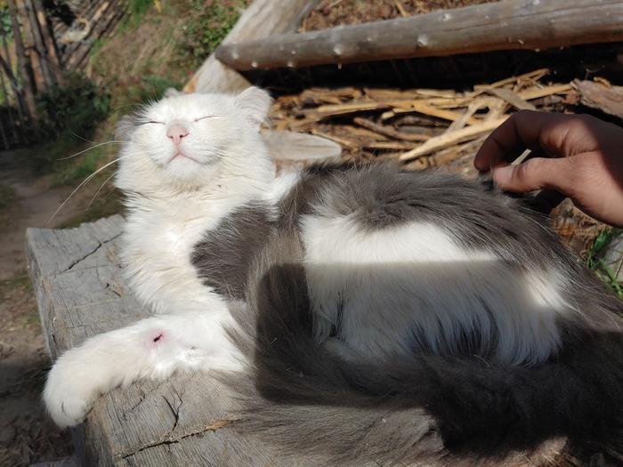 (=^-^=) 