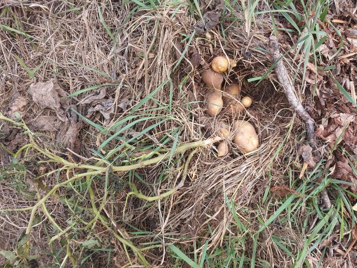 Quite the nubbly taters