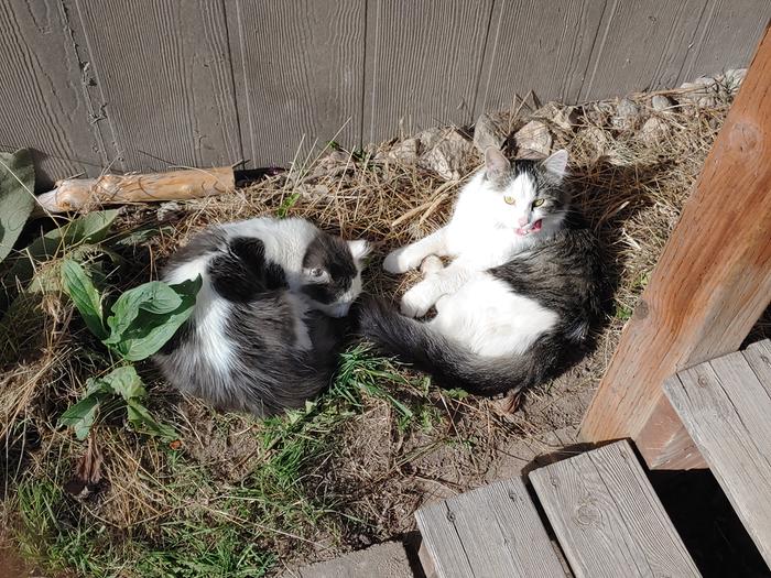 Furrocious fangs 