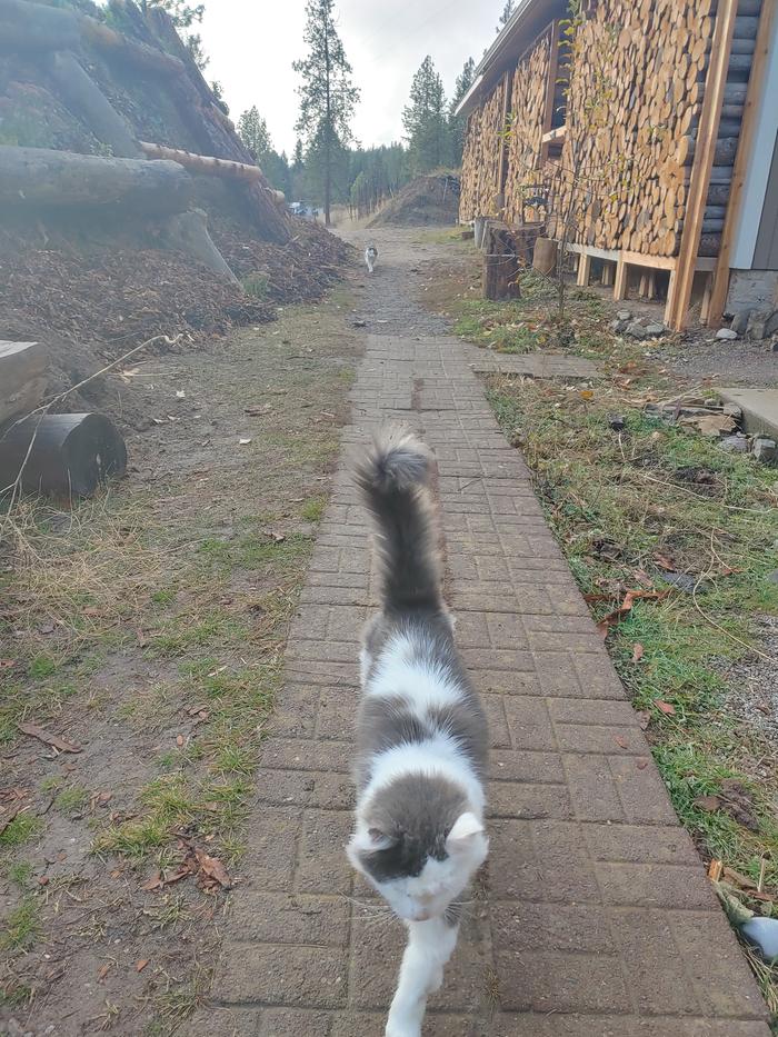 [Thumbnail for cats-walk.jpg]
