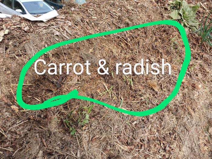 [Thumbnail for 4.28-carrots-radishes-2.jpg]