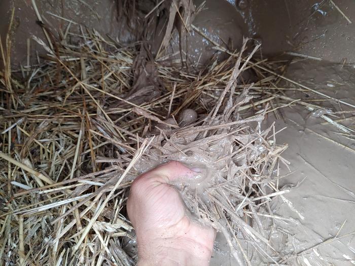 [Thumbnail for claystraw.jpg]
