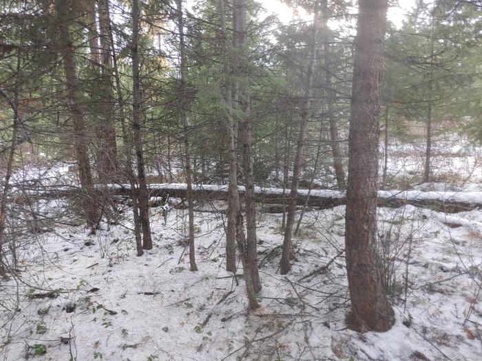 Overabundance of doulas fir treelings