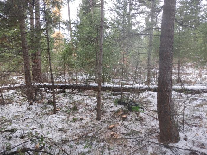 Harvested some junkpole and left the healthy trees with room to grow
