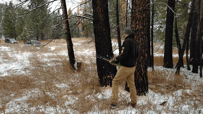 One tree for milling and one for firewood