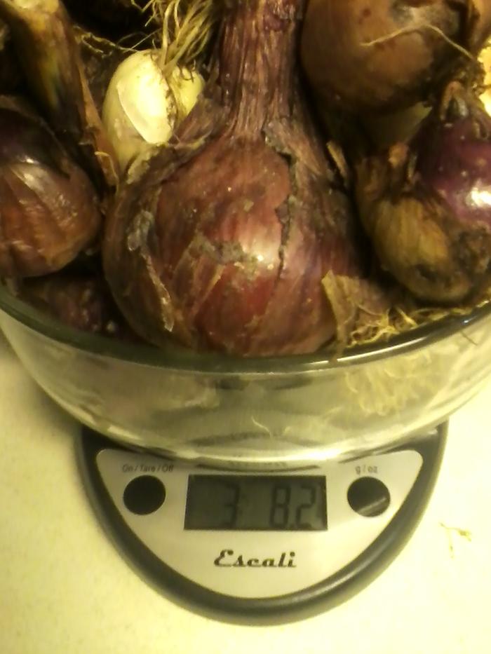 3.5 pounds of onions--dry storage--approx. 665 calories