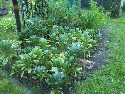 Some kale (I'll document that later), tomatoes, peppers, and more sunflowers