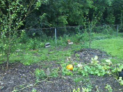 plum trees above, pumpkins below. (I'll weight the pumpkins at harvest)