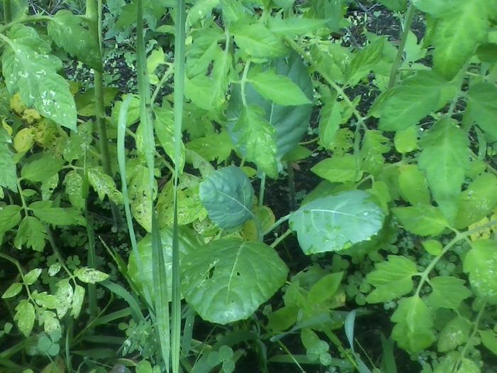 Collards and Tomatoes