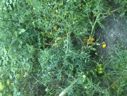 Yellow Pear Tomato