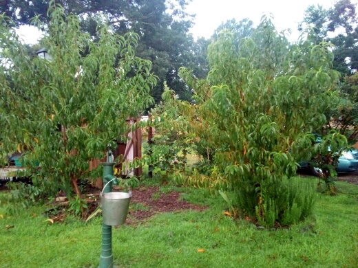 We planted this area in 2019.