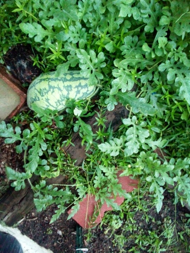 crazy shaped watermelon, but should be sweet!
