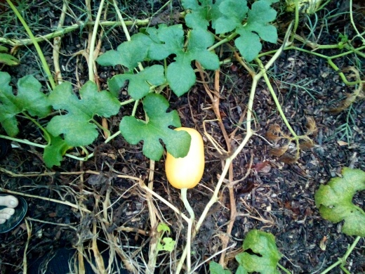 most of the sketti squash has already been harvested. this is the last holdout.
