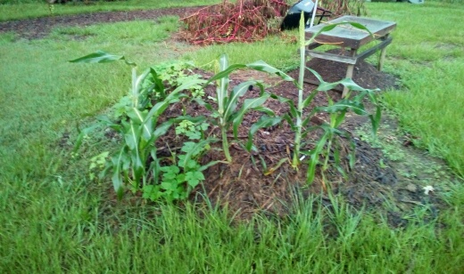cleaned out the chicken run. this corn is totally loving it!