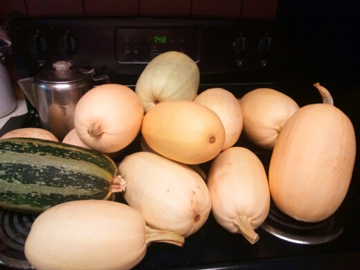 a mutant squash mixed with zucchini?