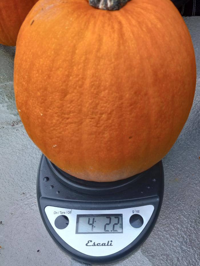 pumpkin, C. pepo