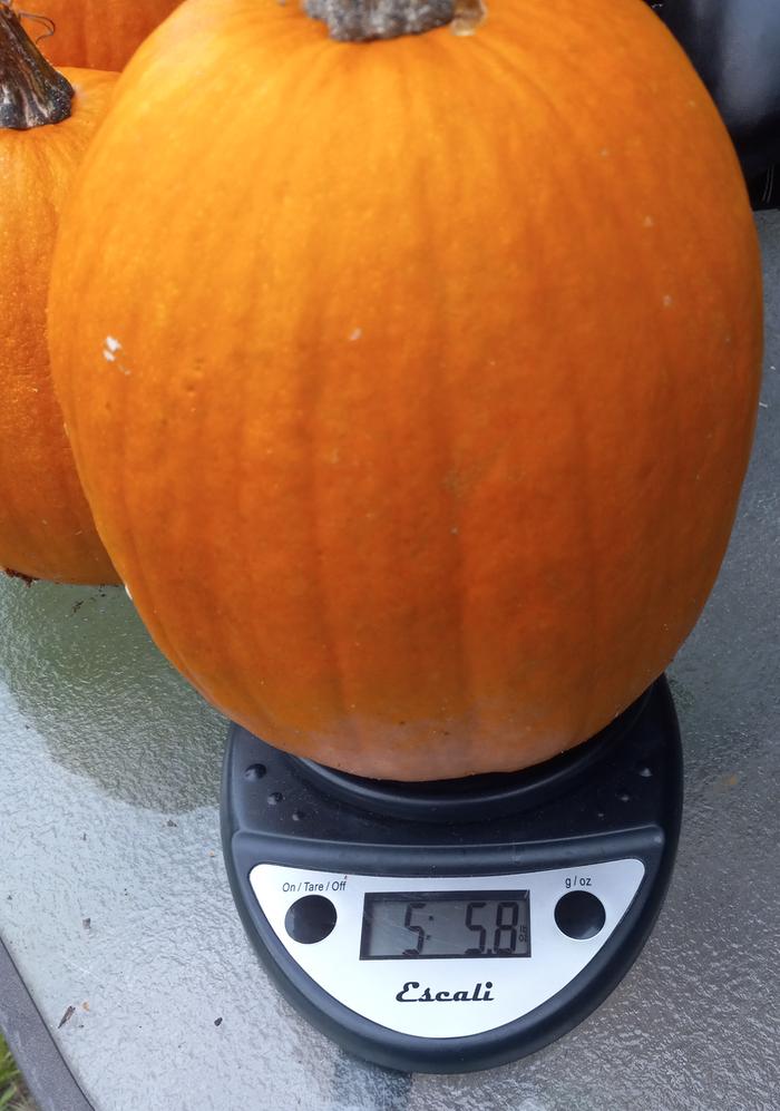 pumpkin, C. pepo