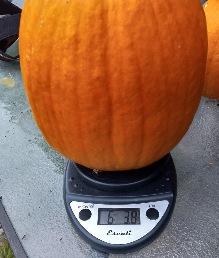 pumpkin, C. pepo
