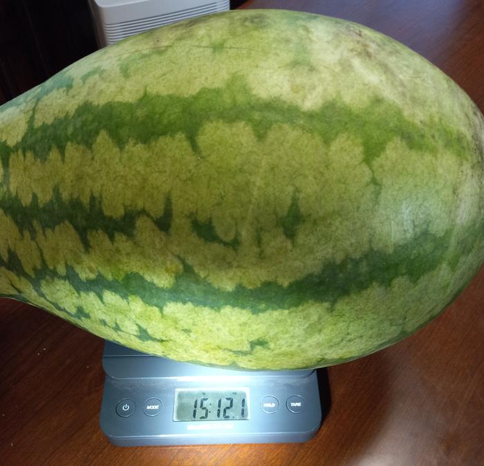 15.75 lbs = 2140 calories