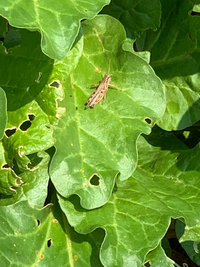 [Thumbnail for grasshoppers-on-rhubarb-8-3-21.jpg]