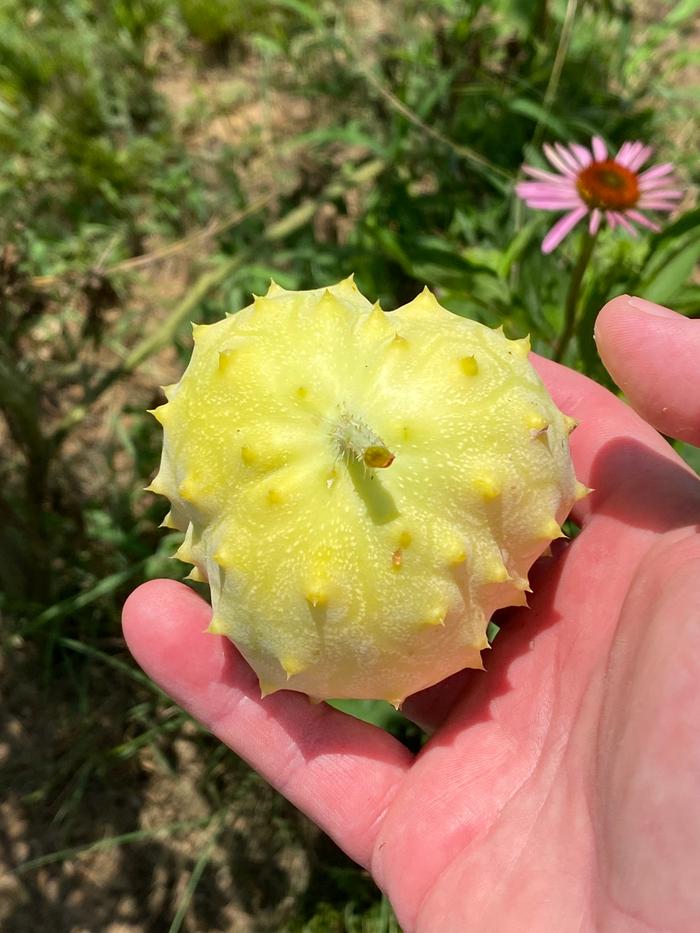 African horned melon.