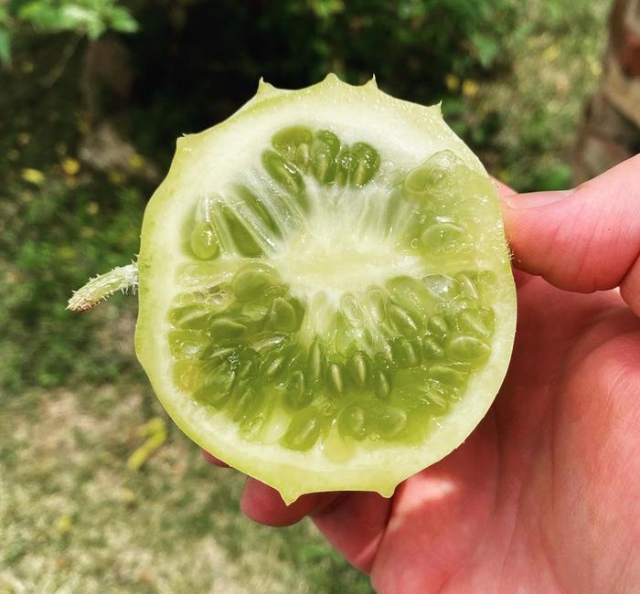 Horned melon