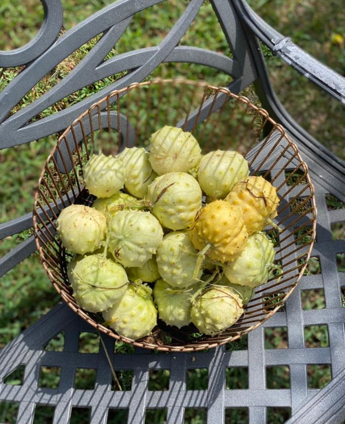 African horned melon