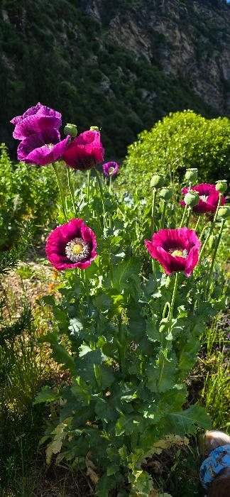 Poppies- papaver somniferum