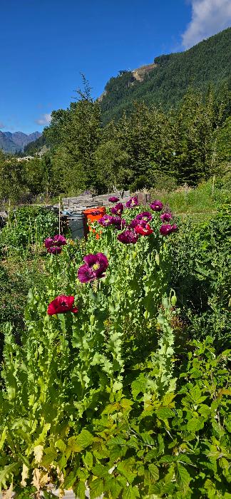 Poppies- papaver somniferum