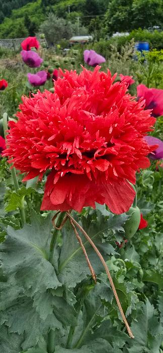 Poppies- papaver somniferum
