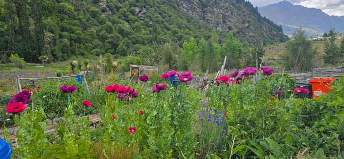 Poppies- papaver somniferum