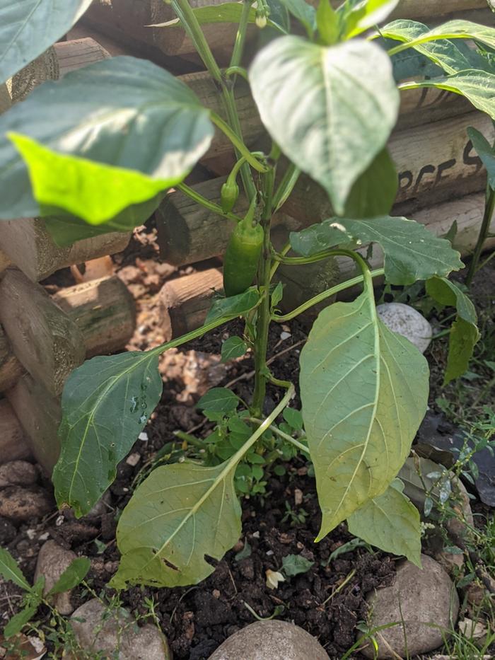 This plant is in between the two bins and loving life. I think I'll let it stay where it is it's so happy.