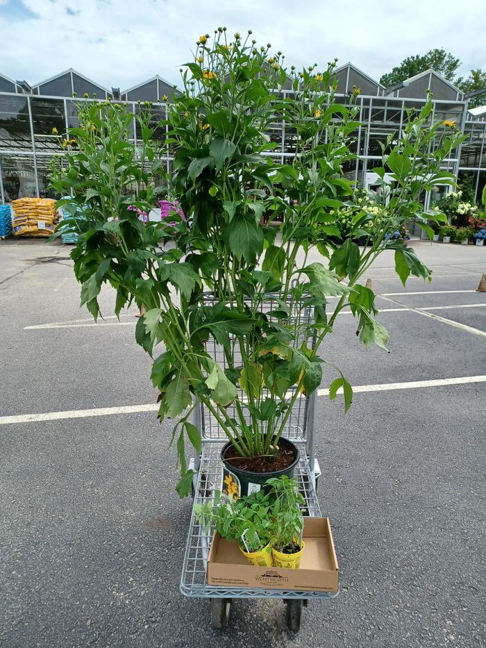 'Herbstsonne' score from Wentworth Greenhouses in NH. Such an amazing deal.