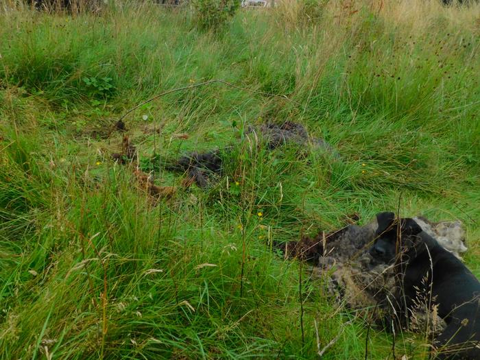 sheep fleece mulching dog played