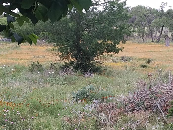 Flowers in the spring