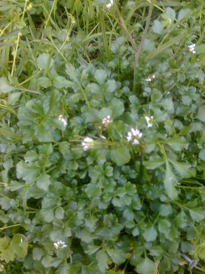 [Thumbnail for plant1.jpg]