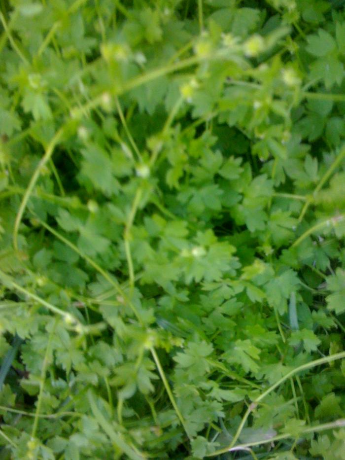 [Thumbnail for plant2.jpg]