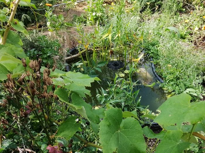 A pond with guppies!